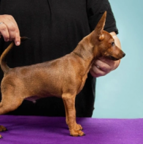 Perros Pinscher Miniatura en venta