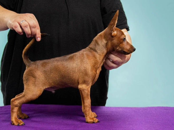 Perros Pinscher Miniatura en venta