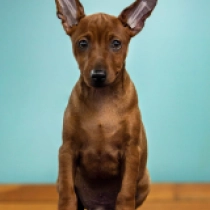 Botticelli, red Miniature Pinscher for sale