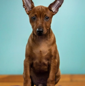 Perros Pinscher Miniatura en venta