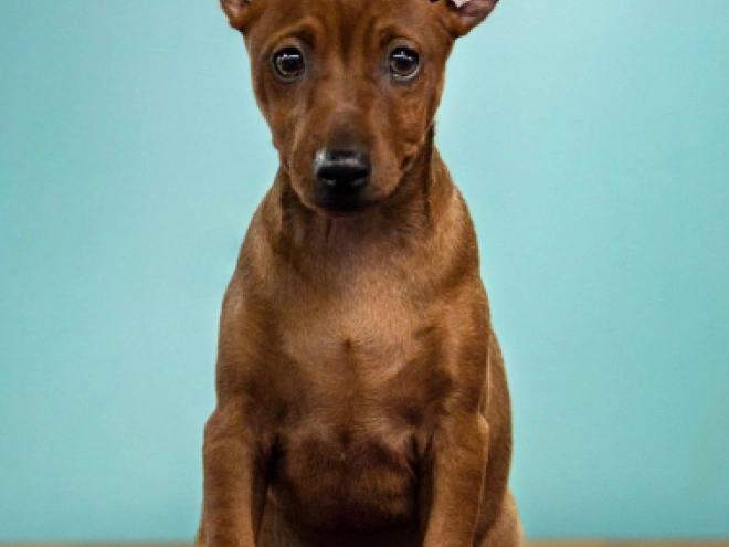 Perros Pinscher Miniatura en venta