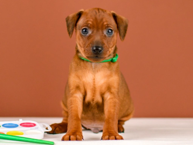 Perros Pinscher Miniatura en venta