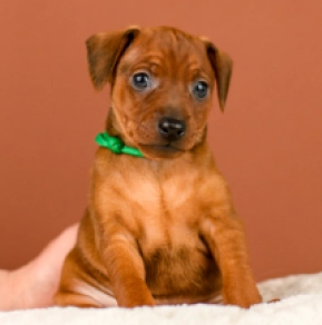 Miniature Pinscher puppy for sale