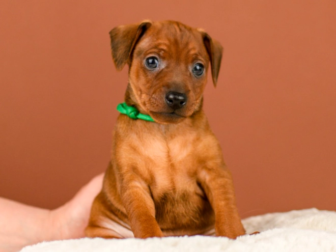Perros Pinscher Miniatura en venta