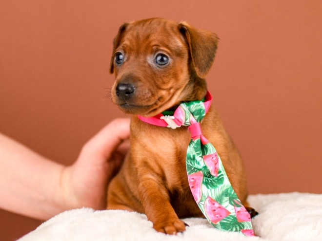 Perros Pinscher Miniatura en venta