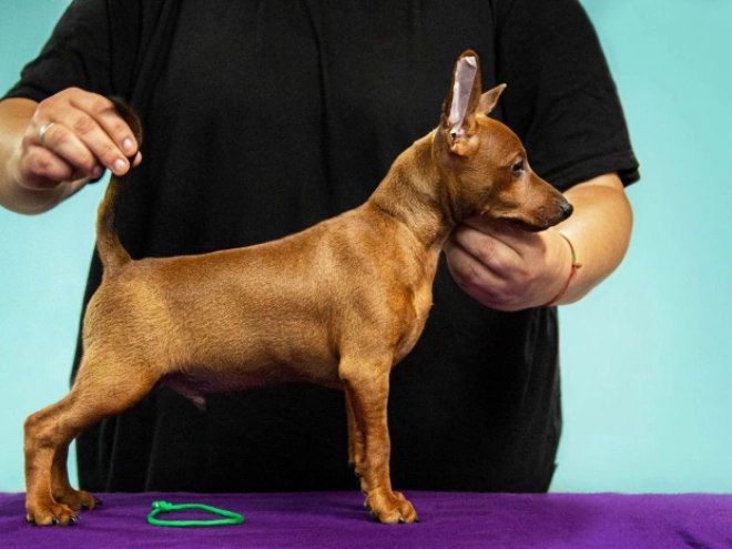 Perros Pinscher Miniatura en venta
