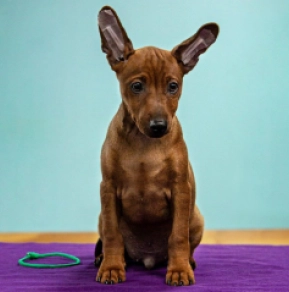 Perros Pinscher Miniatura en venta