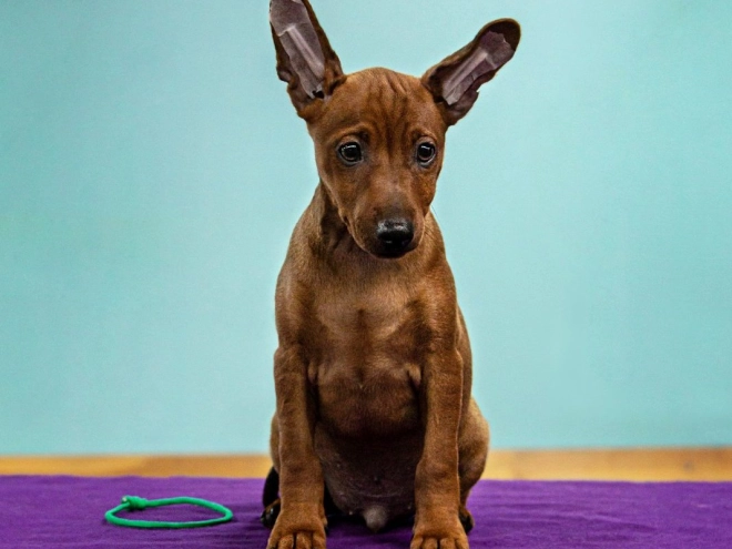 Perros Pinscher Miniatura en venta