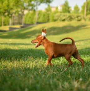Miniature Pinscher puppy for sale