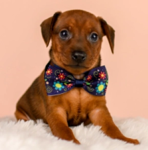 Miniature Pinscher puppy for sale