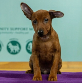 Perros Pinscher Miniatura en venta