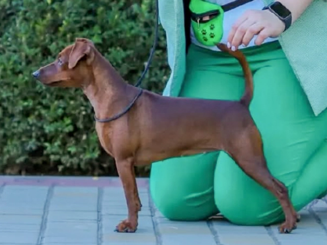 Perros Pinscher Miniatura en venta