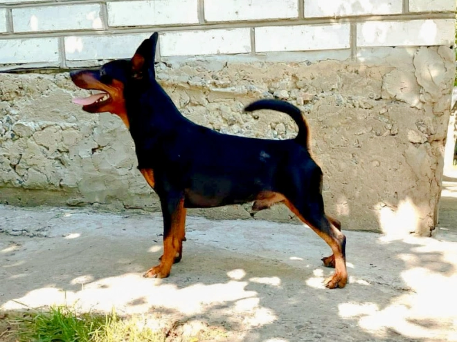 Perros Pinscher Miniatura en venta