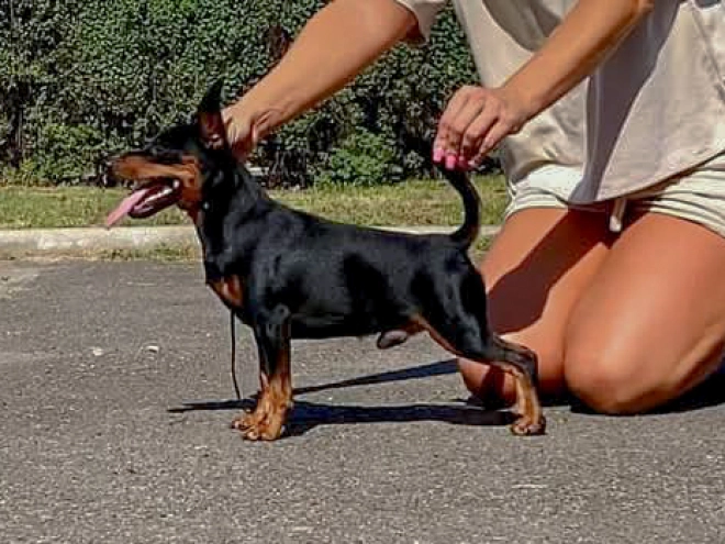 Perros Pinscher Miniatura en venta