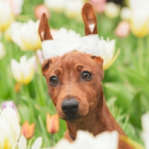 Thumb, red Miniature Pinscher for sale