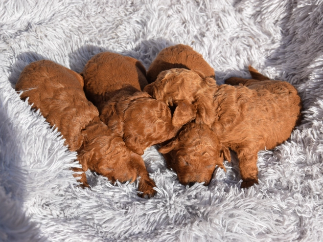 Miniature Poodle puppy for sale