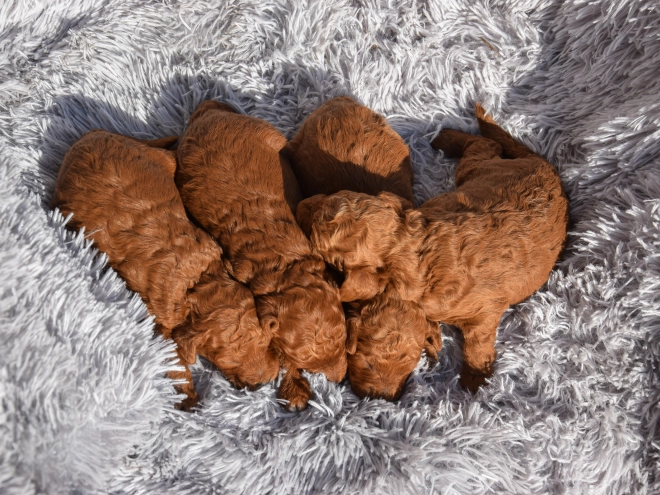 Miniature Poodle puppy for sale