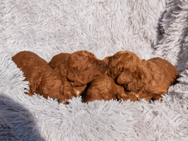 Miniature Poodle puppy for sale