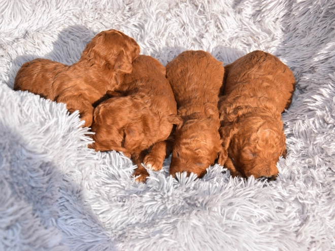 Miniature Poodle puppy for sale