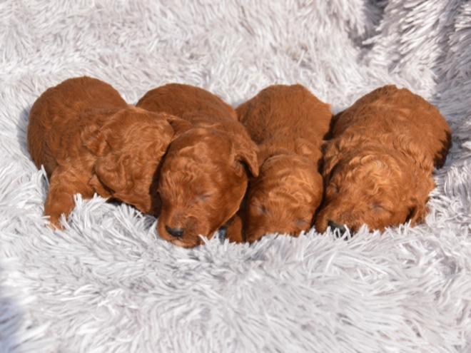 Miniature Poodle puppy for sale