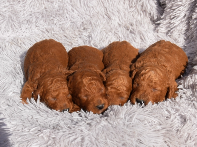 Miniature Poodle puppy for sale