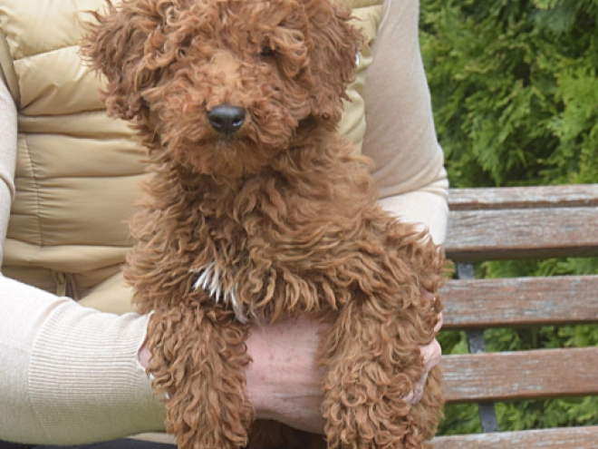 Perros Caniche Miniatura en venta