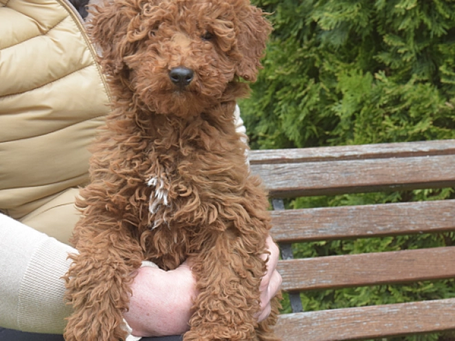 Perros Caniche Miniatura en venta