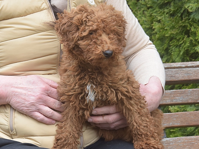 Perros Caniche Miniatura en venta