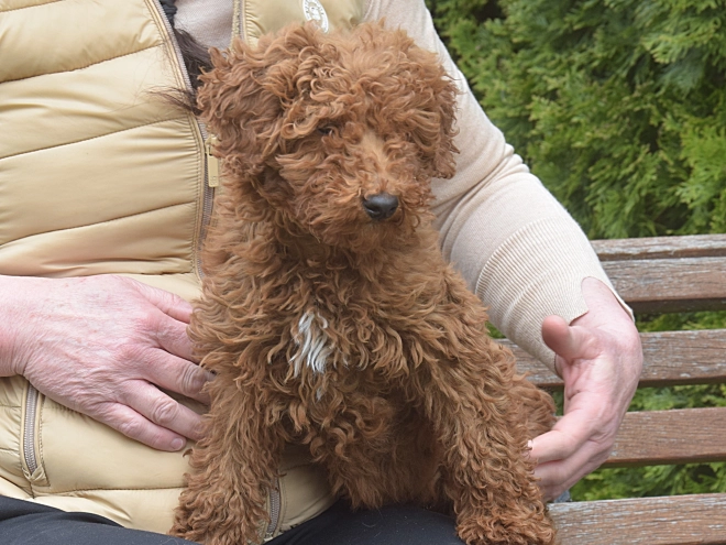 Perros Caniche Miniatura en venta