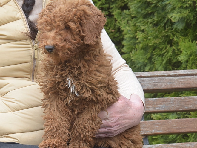Perros Caniche Miniatura en venta