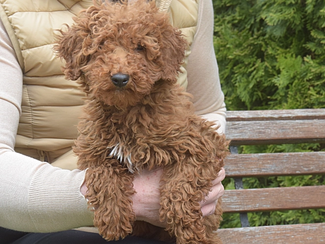 Perros Caniche Miniatura en venta