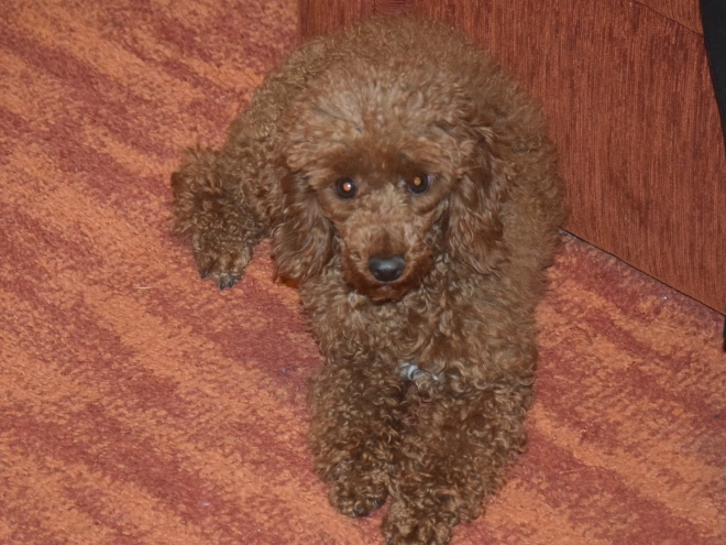 Perros Caniche Miniatura en venta