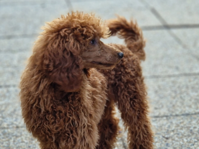 Perros Caniche Miniatura en venta