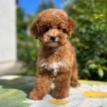 Daphne, red Miniature Poodle for sale