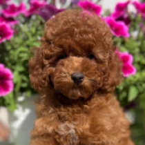 Luna, red Miniature Poodle for sale