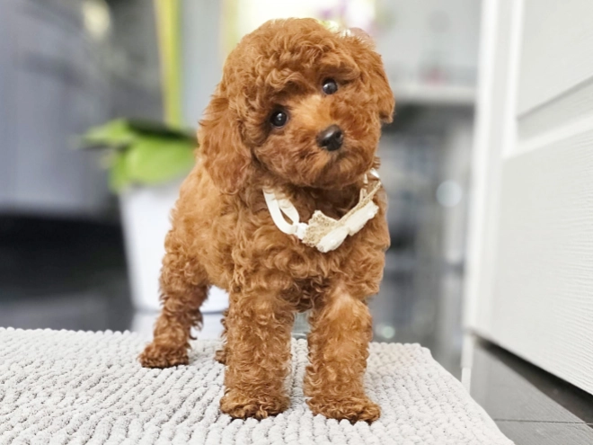 Miniature Poodle puppy for sale
