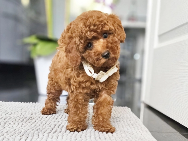 Miniature Poodle puppy for sale