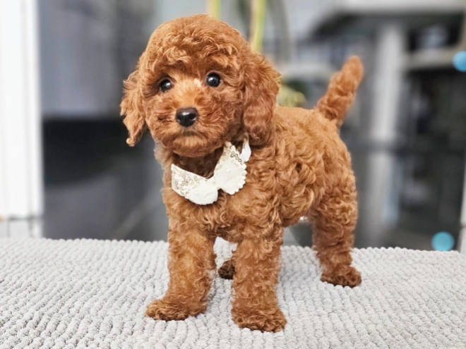 Miniature Poodle puppy for sale