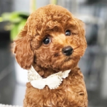 Daphne, red Miniature Poodle for sale