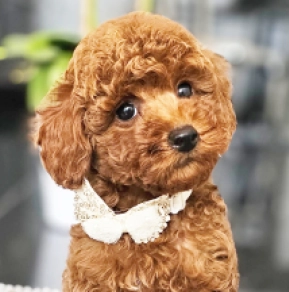 Miniature Poodle puppy for sale