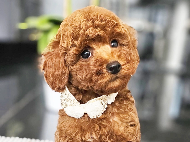 Miniature Poodle puppy for sale
