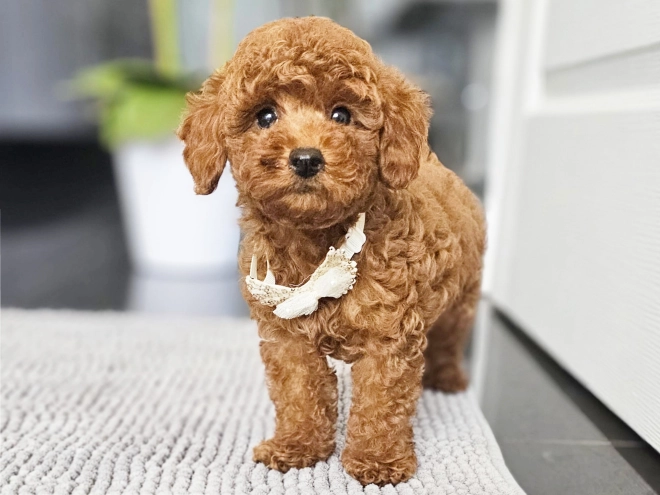 Miniature Poodle puppy for sale