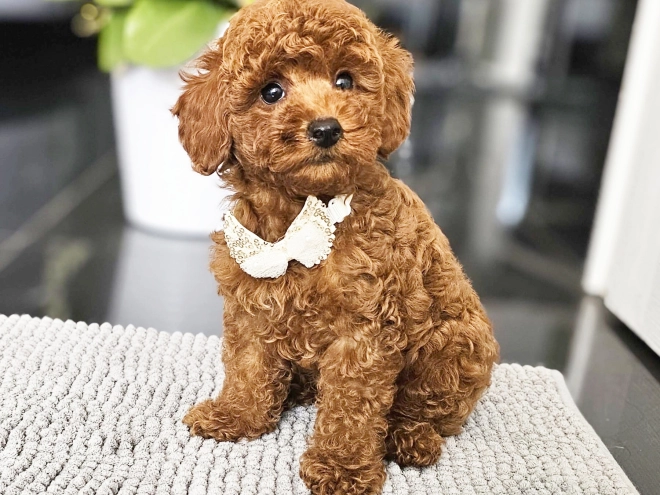 Miniature Poodle puppy for sale