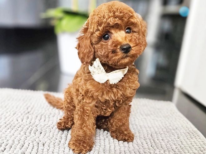 Miniature Poodle puppy for sale