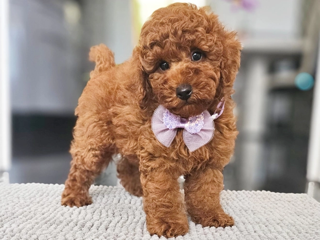 Miniature Poodle puppy for sale