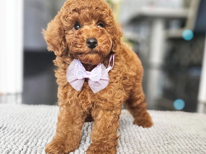 Miniature Poodle puppy for sale