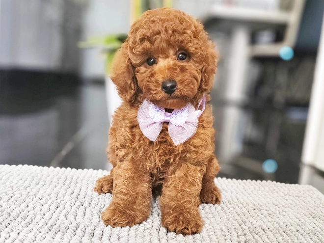 Miniature Poodle puppy for sale