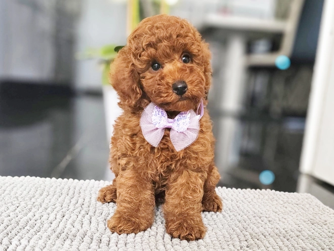 Miniature Poodle puppy for sale