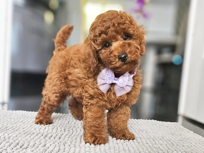 Miniature Poodle puppy for sale