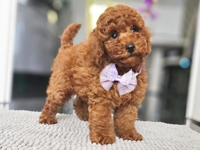 Miniature Poodle puppy for sale